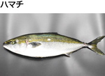 ハマチ